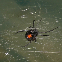 fakta-unik-black-widow-laba-laba-dengan-pola-jam-pasir-di-perut