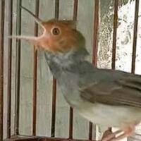 makanan-burung-prenjak