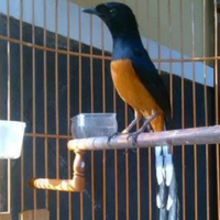 cara-menentukan-setingan-murai-batu-yang-sesuai