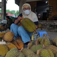 menikmati-durian-lereng-merapi-yang-tersohor-di-kemalang-harga-jumbo-rp200-ribu