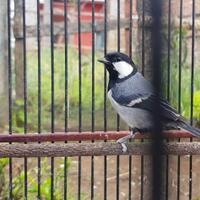 makanan-favorit-burung-gelatik-wingko