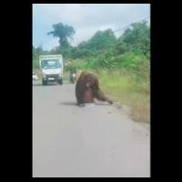 viral-orangutan-turun-ke-jalan-di-kaltim-diduga-kelaparan-ini-kata-bksda