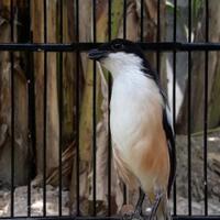 rahasia-settingan-jangkrik-untuk-cendet