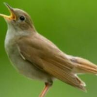 perawatan-burung-sikatan-londo-mabung