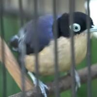 cara-membedakan-burung-rambatan-doraemon-jantan-dan-betina