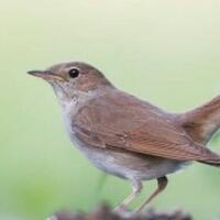 makanan-pokok-burung-sikatan-londo