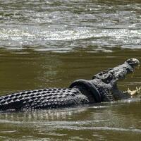 buaya-berkalung-ban-di-palu-telah-ditangkap-jangan-ulangi-buang-sampah-sembarangan