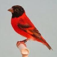 mengenal-jenis-burung-red-siskin