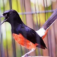 burung-yang-tidak-boleh-dekat-dengan-murai-batu
