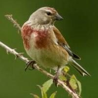 mengenal-jenis-burung-linnet