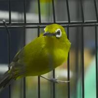 cara-perawatan-burung-pleci-mabung