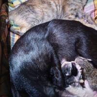 salah-kaprah-di-indonesia-kucing-persia-disebut-kucing-anggora