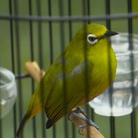 tips-mengatasi-burung-pleci-over-birahi