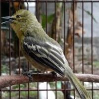 cara-ternak-burung-sirtu-cipoh