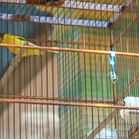 ciri-ciri-kenari-jantan-yang-bagus