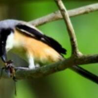 makanan-anak-pentet-biar-rajin-bunyi