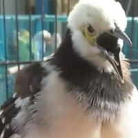 cara-merawat-burung-jalak-hongkong