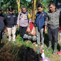 tanam-ganja-di-kebun-jagung-warga-talamau-ditangkap