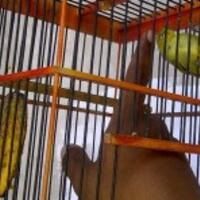 cara-menjinakkan-burung-pleci-dengan-cepat