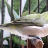 cara-mengatasi-burung-pleci-over-birahi