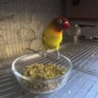 cara-menurunkan-over-emosi-lovebird