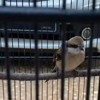 perawatan-burung-cendet-trotol