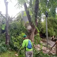 pemkot-jakpus-catat-13-pohon-tumbang-dan-sempal-akibat-cuaca-ekstrem