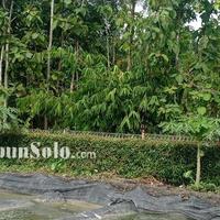 pria-wonogiri-pakai-air-limbah-kolam-lele-untuk-budidaya-cacing-sutra-raup-cuan