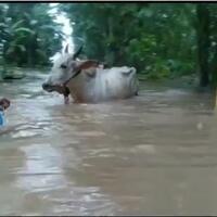 banjir-kebumen---purworejo--drama-evakuasi-sapi-sampai-lalu-lintas-macet