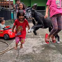 detik2-bocil-ditabrak-anjing-gede-great-dane-hot-slow-motion-pulak