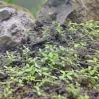 aquascape-for-everyone-learning-and-sharing---part-4