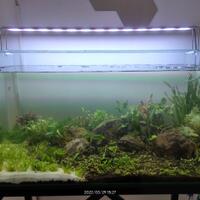 aquascape-for-everyone-learning-and-sharing---part-4