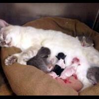 malam-nanti-azka-corbuzier-duel-tinju-dengan-vicky-prasetyo