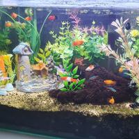 aquascape-for-everyone-learning-and-sharing---part-4