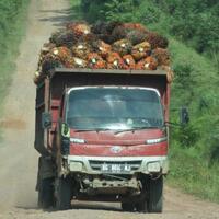 ekspor-minyak-goreng-dilarang-harga-tbs-sawit-sumsel-terjun-rp1000-per-kilogram