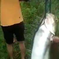 viral-pemancing-dapat-ikan-patin-segede-kambing-di-danau-lido-bogor