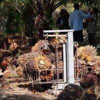 ambyar-pabrik-sawit-di-aceh-setop-pembelian-tbs-petani