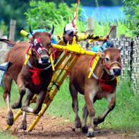 balapan-sapi-di-indonesia-lahir-dari-tradisi-petani