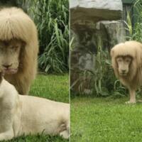 cukur-rambut-singa-jadi-berponi-netizen-lucu-banget