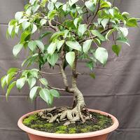 cara-belajar-bonsai-secara-otodidak