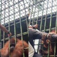 beredar-video-seorang-pria-ditarik-orang-utan-dari-dalam-kerangkeng-jadi-pelajaran