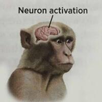 binatang-yang-sering-dipanggil-orang-ketika-sedang-terkejut