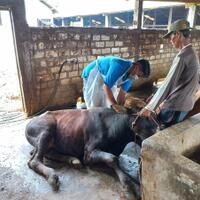 diduga-akibat-impor-produk-hewan-dari-india-pmk-jadi-wabah-di-indonesia