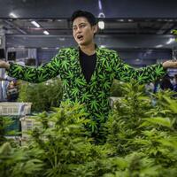 thailand-legalkan-ganja-dengan-kebijakan-tegas-apakah-indonesia-akan-mengikuti