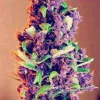 thailand-legalkan-ganja-dengan-kebijakan-tegas-apakah-indonesia-akan-mengikuti