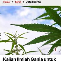 lingkar-ganja-nusantara---gerakan-legalisasi-pemanfaatan-ganja-di-indonesia