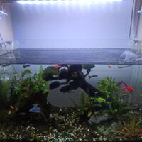 aquascape-for-everyone-learning-and-sharing---part-4