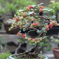 membentuk-dan-merawat-bonsai-murbei