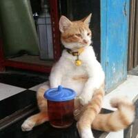 viral-surat-edaran-larang-warga-beri-makan-kucing-liar-di-jakbar