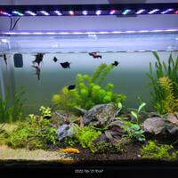 aquascape-for-everyone-learning-and-sharing---part-4